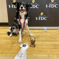 A Bar Stars dog with a trial trophy and ribbons